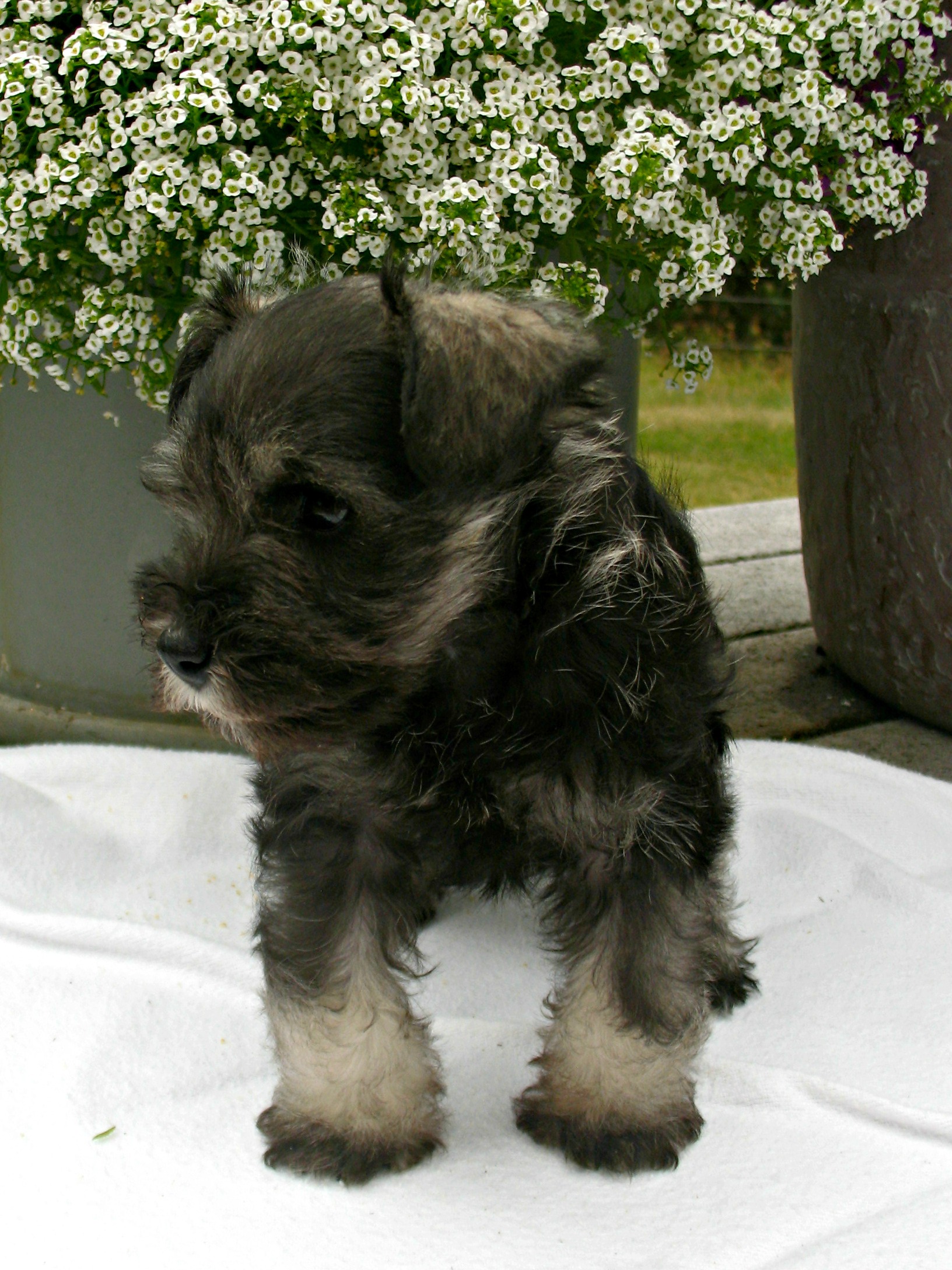 salt & pepper female- 6 weeks old - SOLD, Molly's puppy