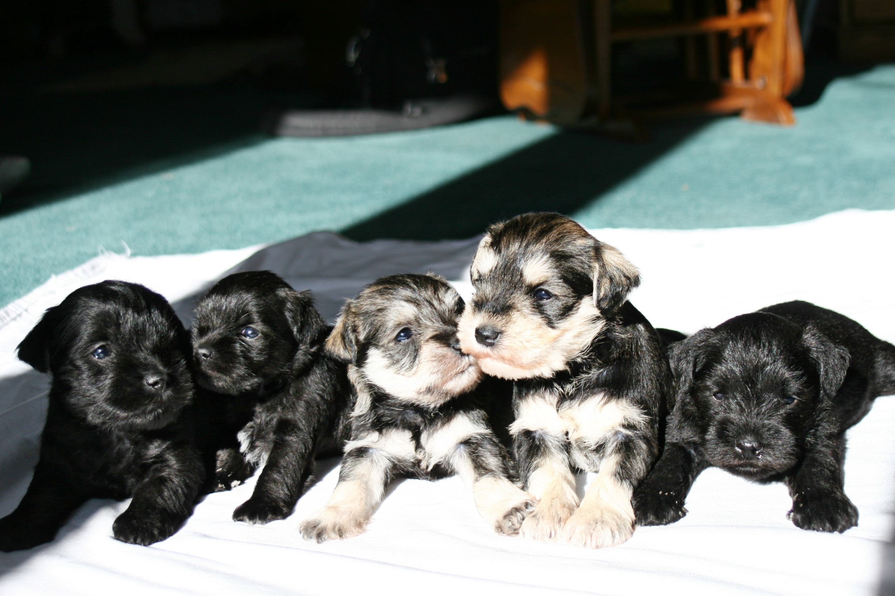 new puppies, taken at 3 weeks old - all sold